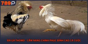 Đá Gà Thomo - Cẩm Nang Chinh Phục Đỉnh Cao Cá Cược