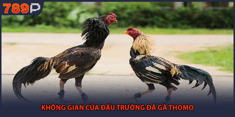 Không gian của đấu trường đá gà Thomo